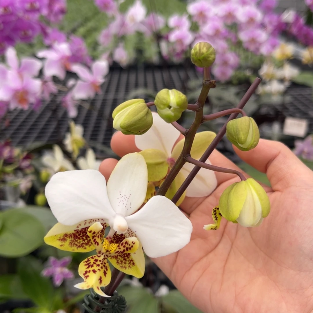 大部分花苞少量开放编号841史塔基兄弟交