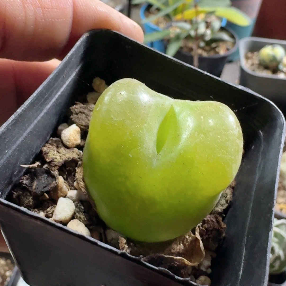 327毛毛脱土发货实生