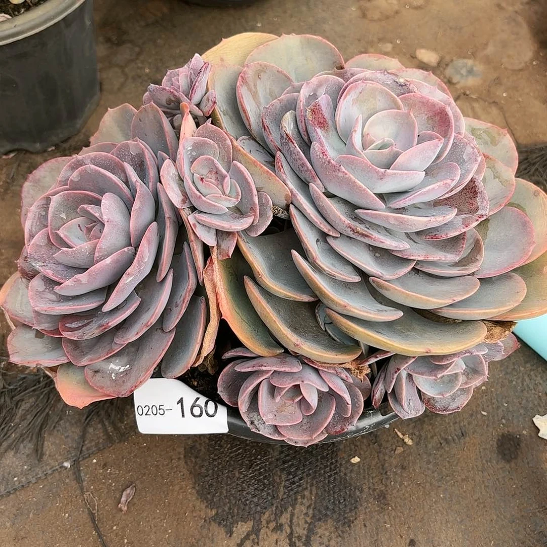 同温层多肉尘埃玫瑰160