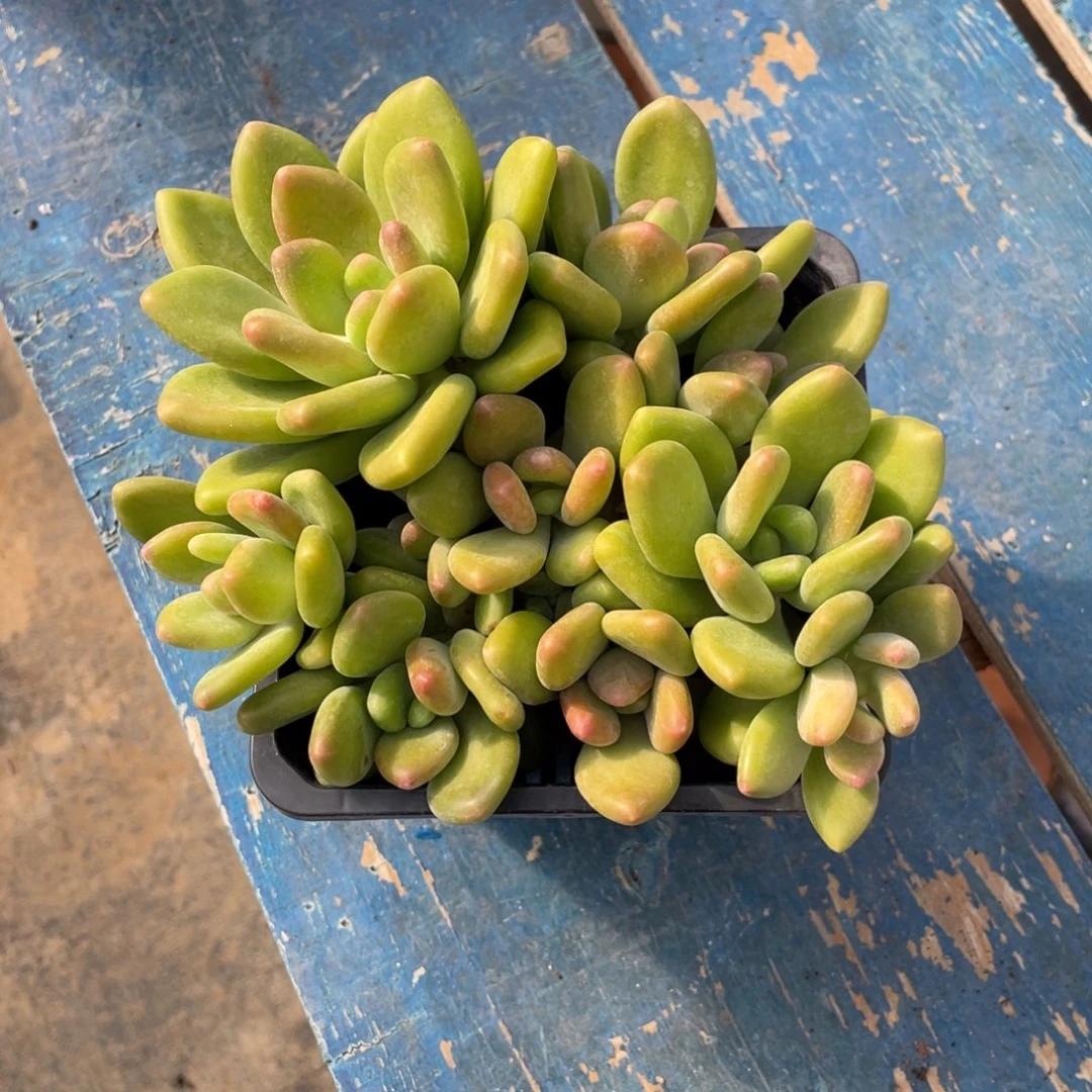 Kk奶一物一拍中通快递