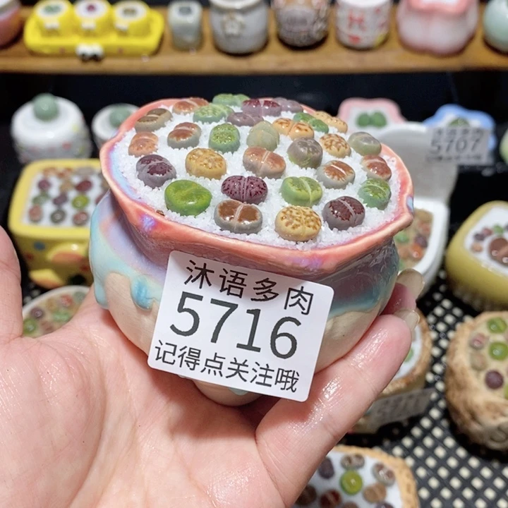 带盆土植物 一物一拍5716