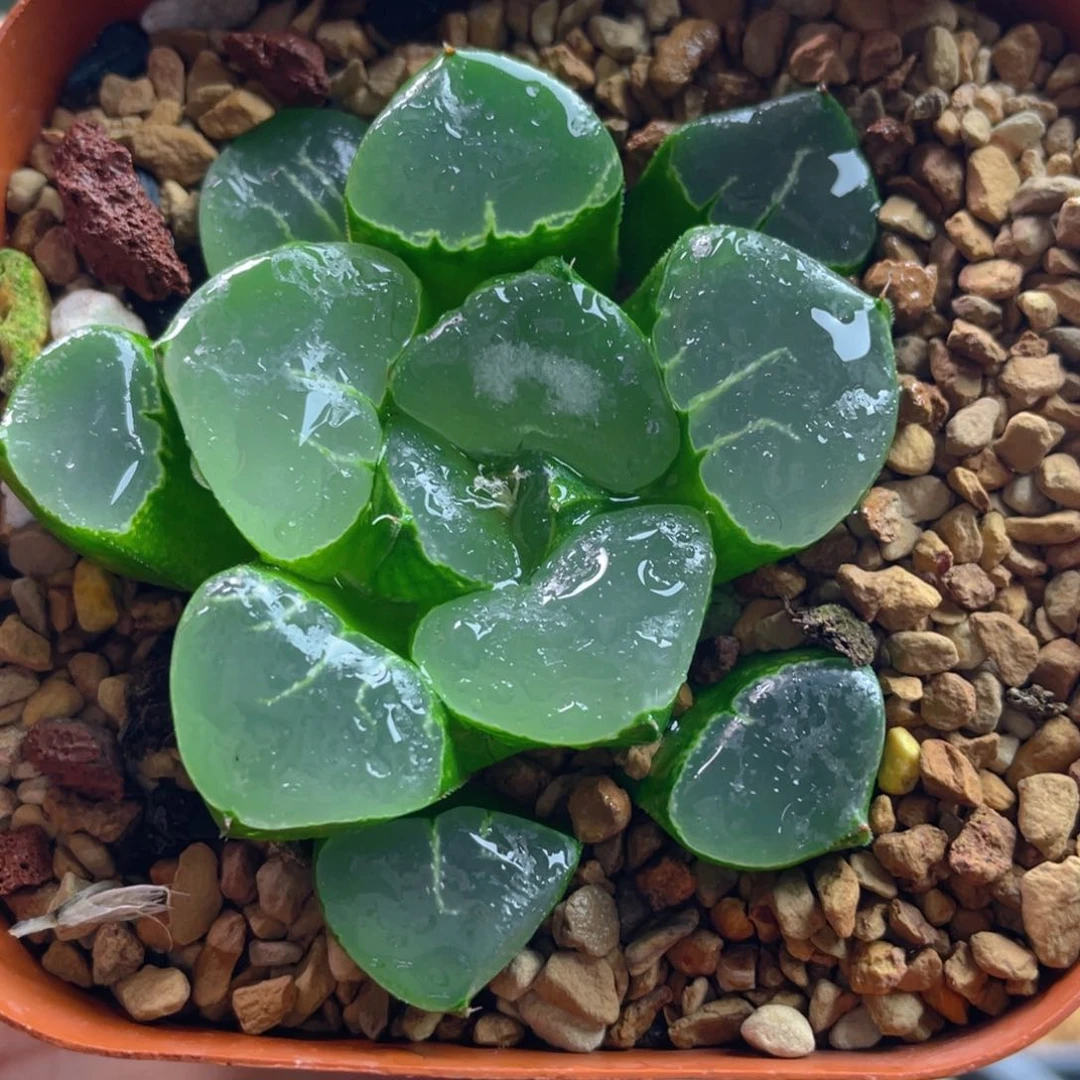 22.十二卷多肉姬翠寿。     