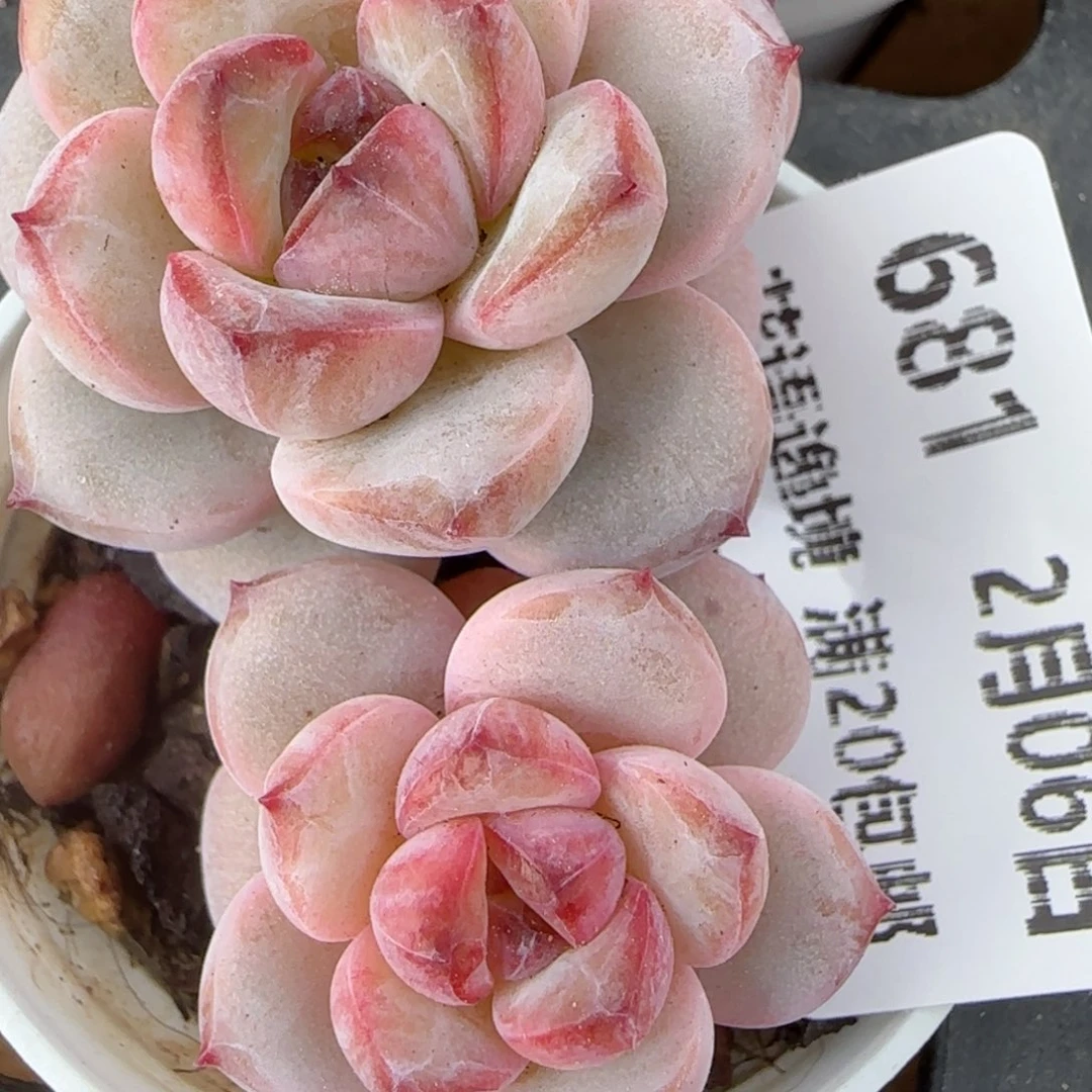 何*包花语逸镜0206-681