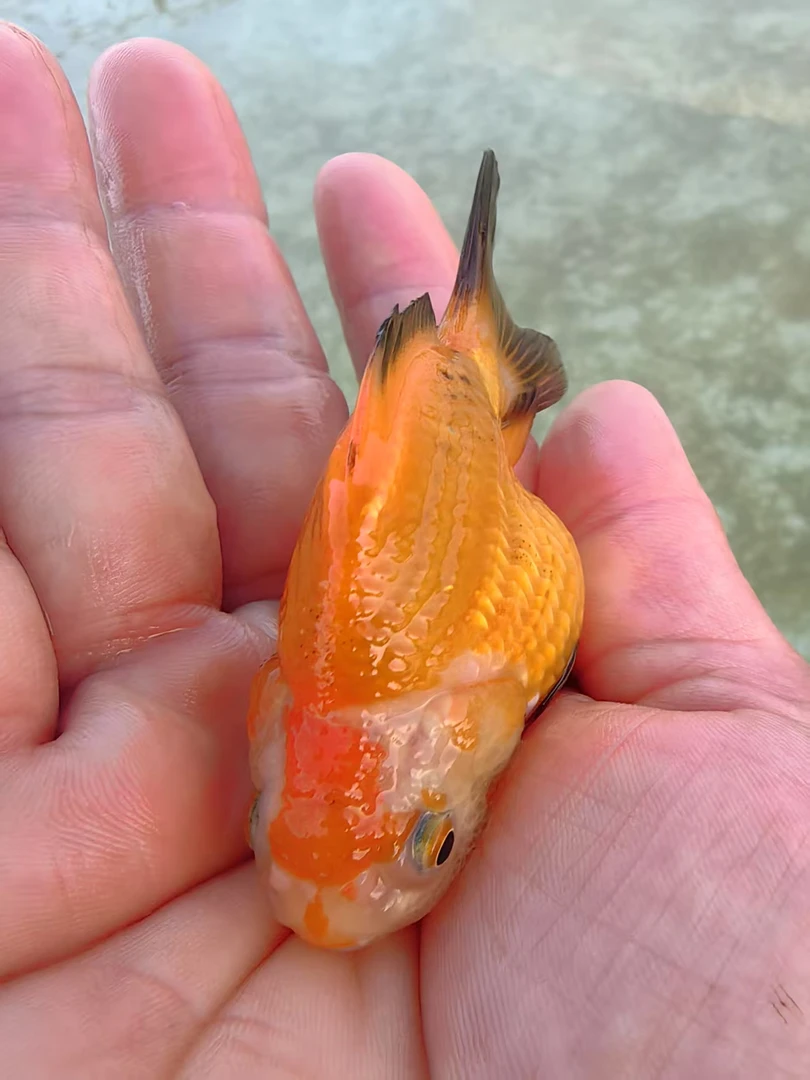 淡水冷水鱼兰寿玛丽泰狮麒麟玉面轮胎背直播间一物一拍