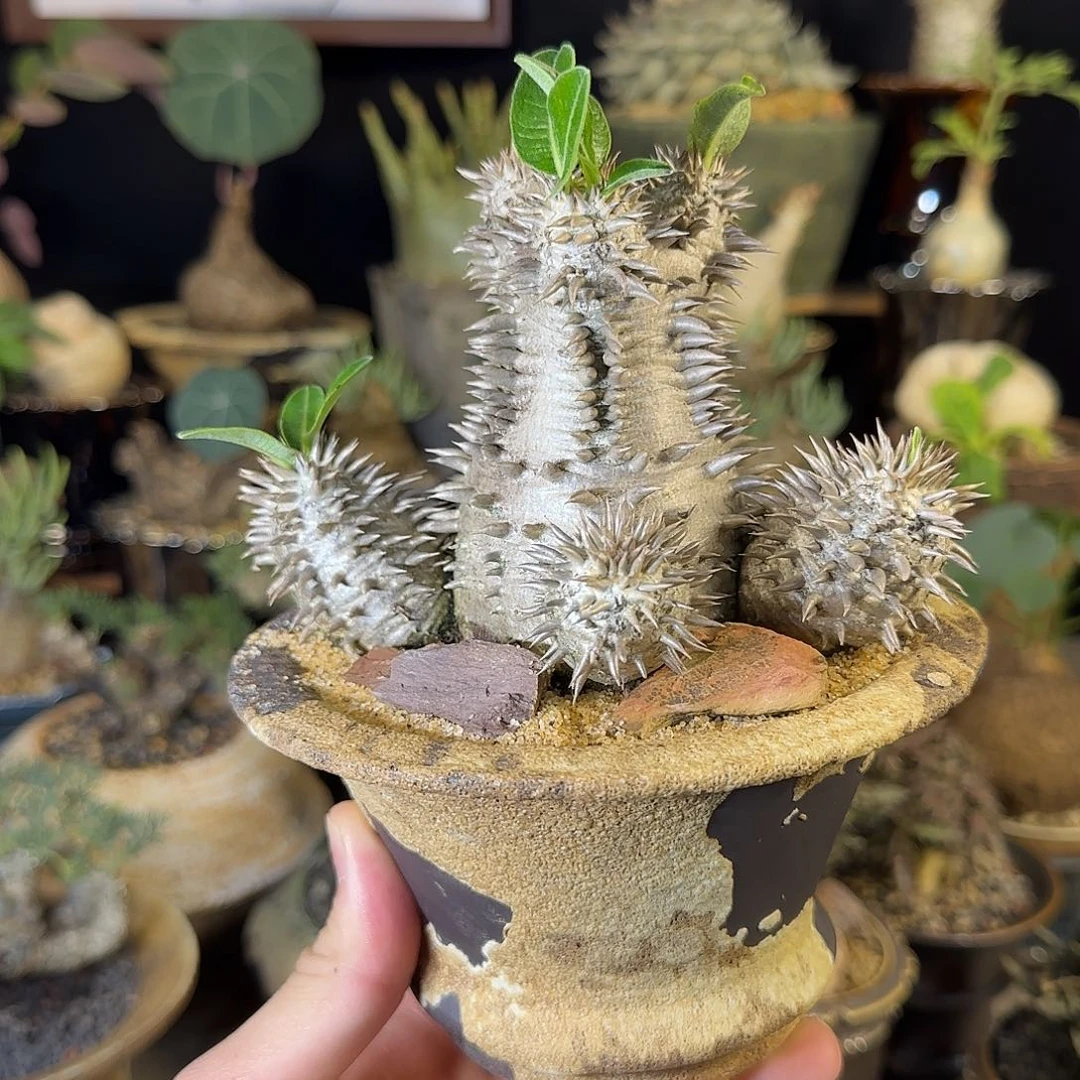 一物一拍惠比大黑53