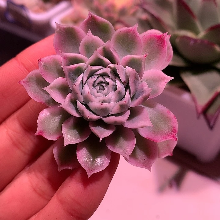 海林娜锦锦活动特价