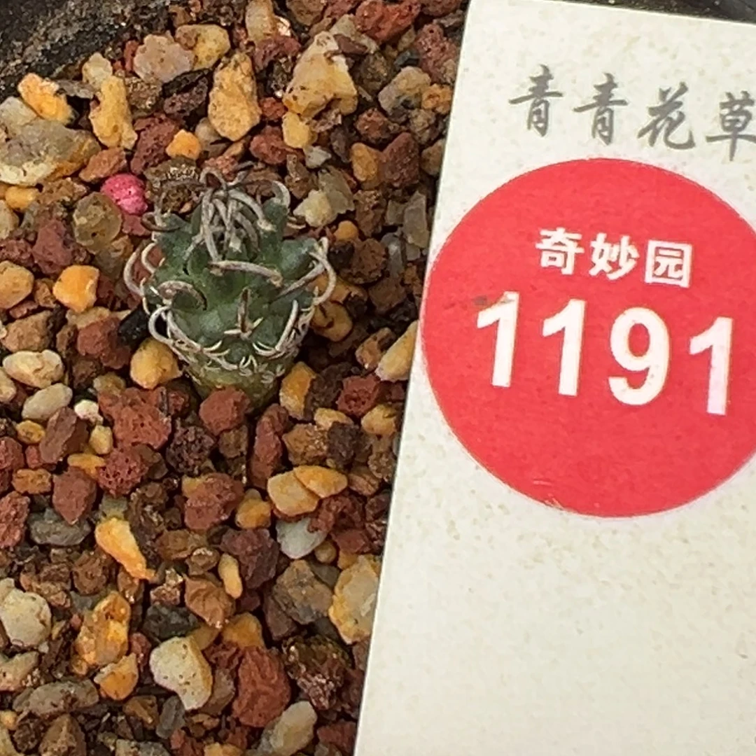 实生碳刺升龙丸娇丽1.1cm