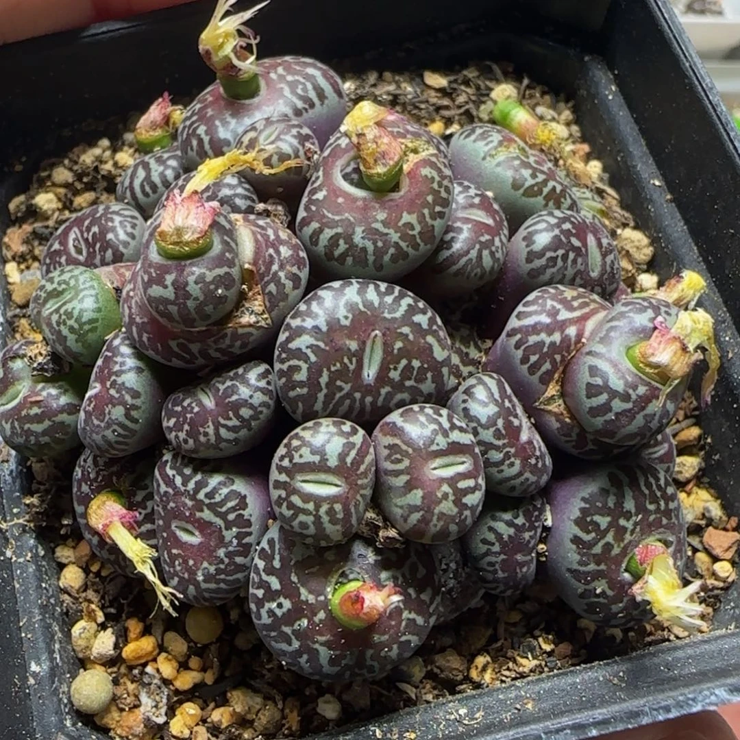 超墨漂亮多肉植物