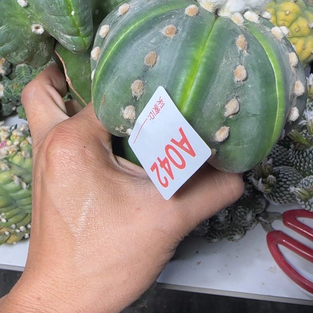 【闪购商品】蔡*蔡042两个海星