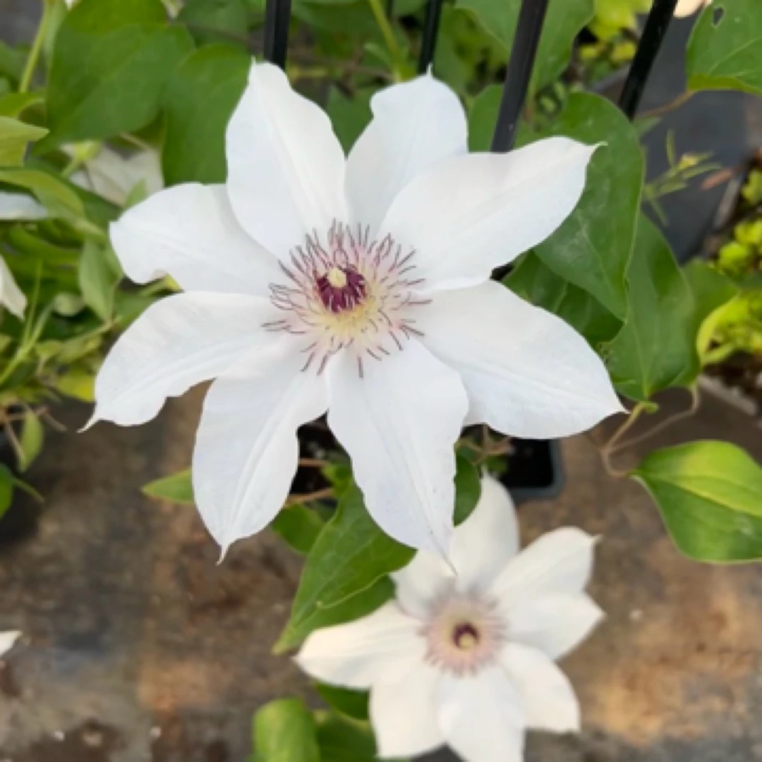 【起初】铁线莲大花组合新手阳台花园地栽当年开花