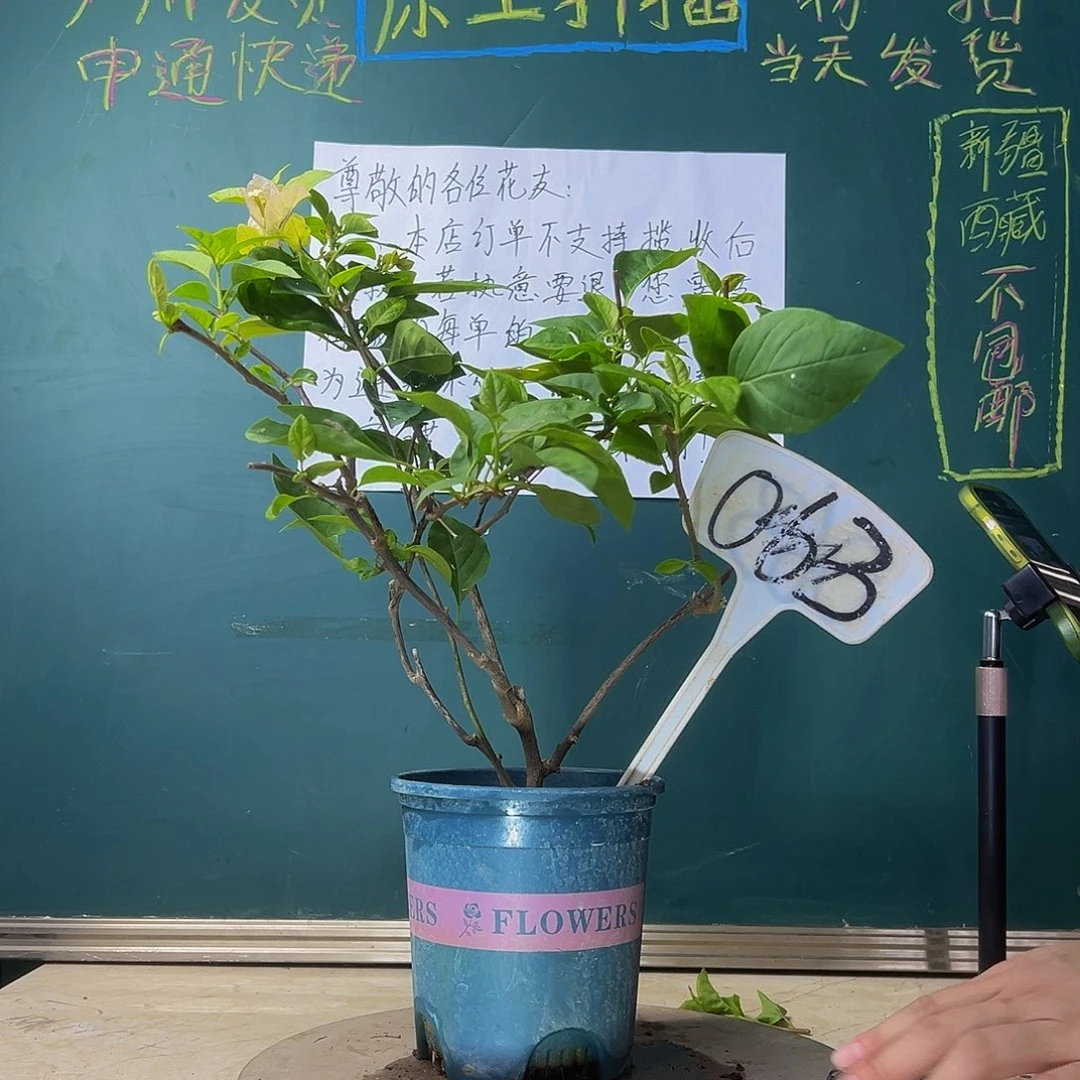 当前无花栽培后可以开花  福利  黄玫瑰  063