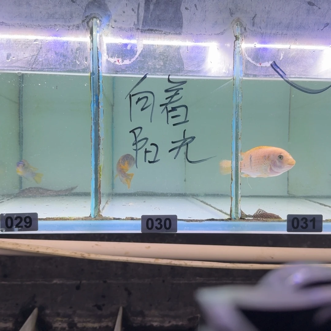 慈鲷30号斑马mc岩栖