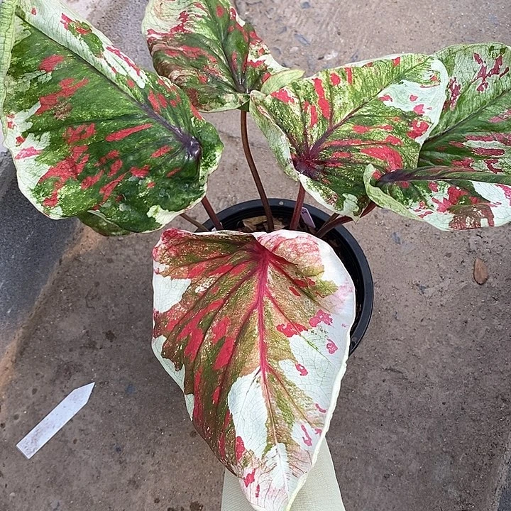 泰国彩叶 14-0203