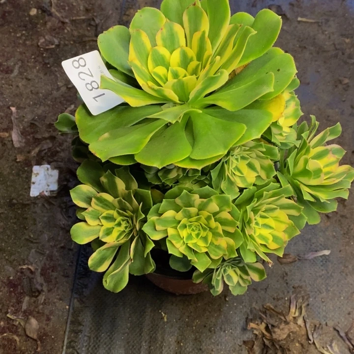 辛尼亚多肉断头不包1828