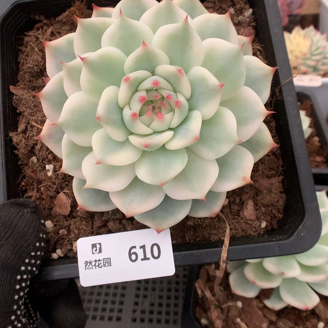 610吉娃娃锦多肉植物