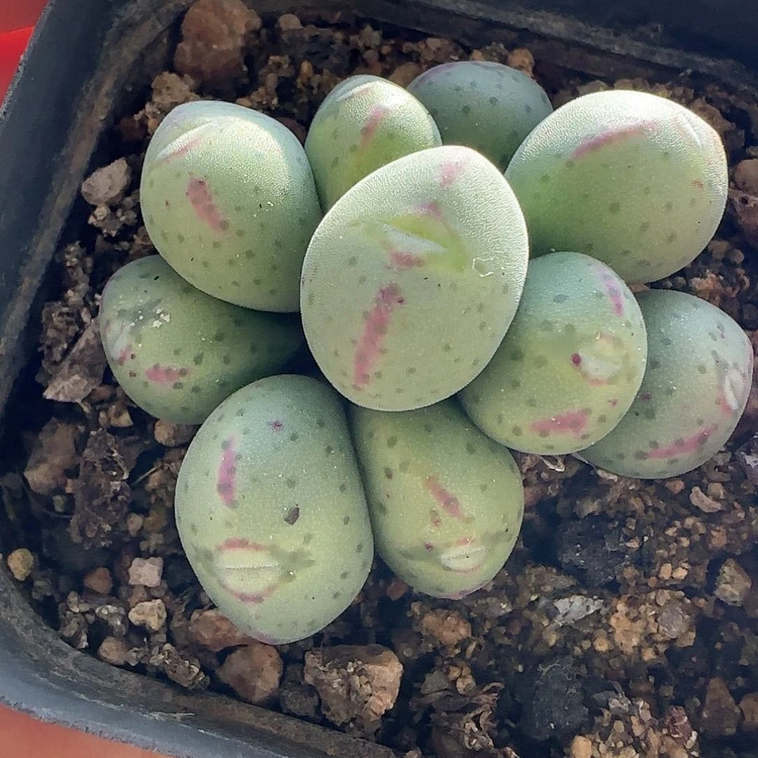 28包邮脱土发货26749