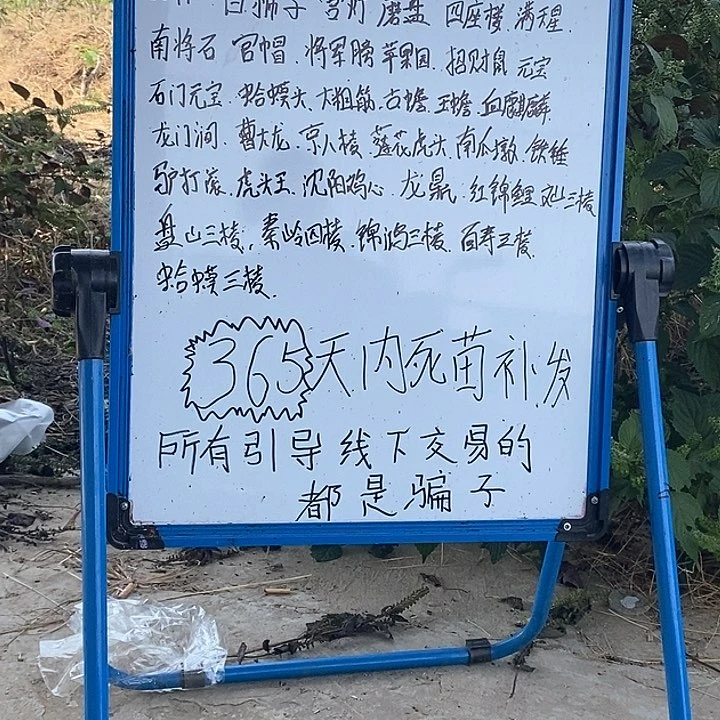 完全开放M****i直直的麻核桃树苗