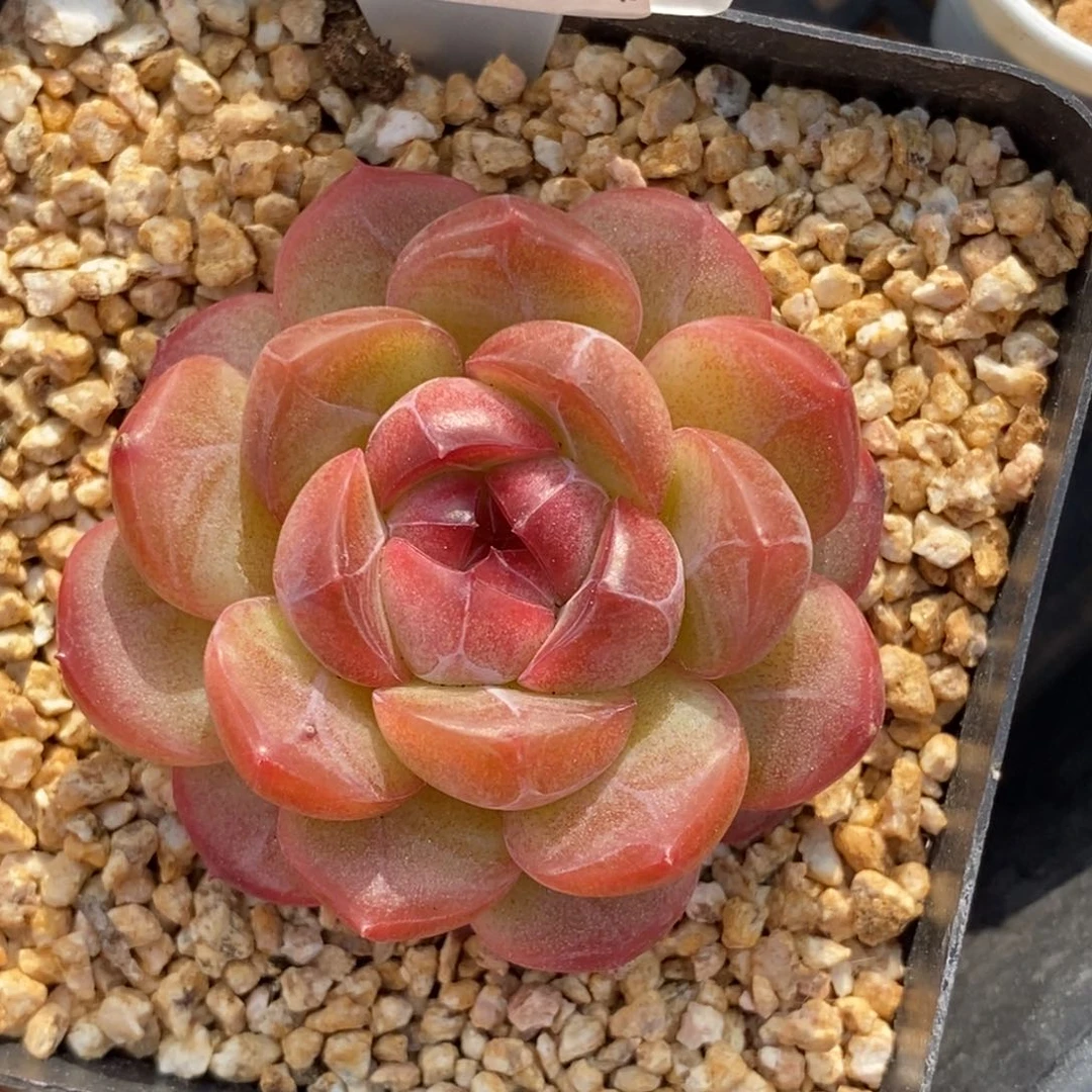 385东篱下多肉植物盆栽