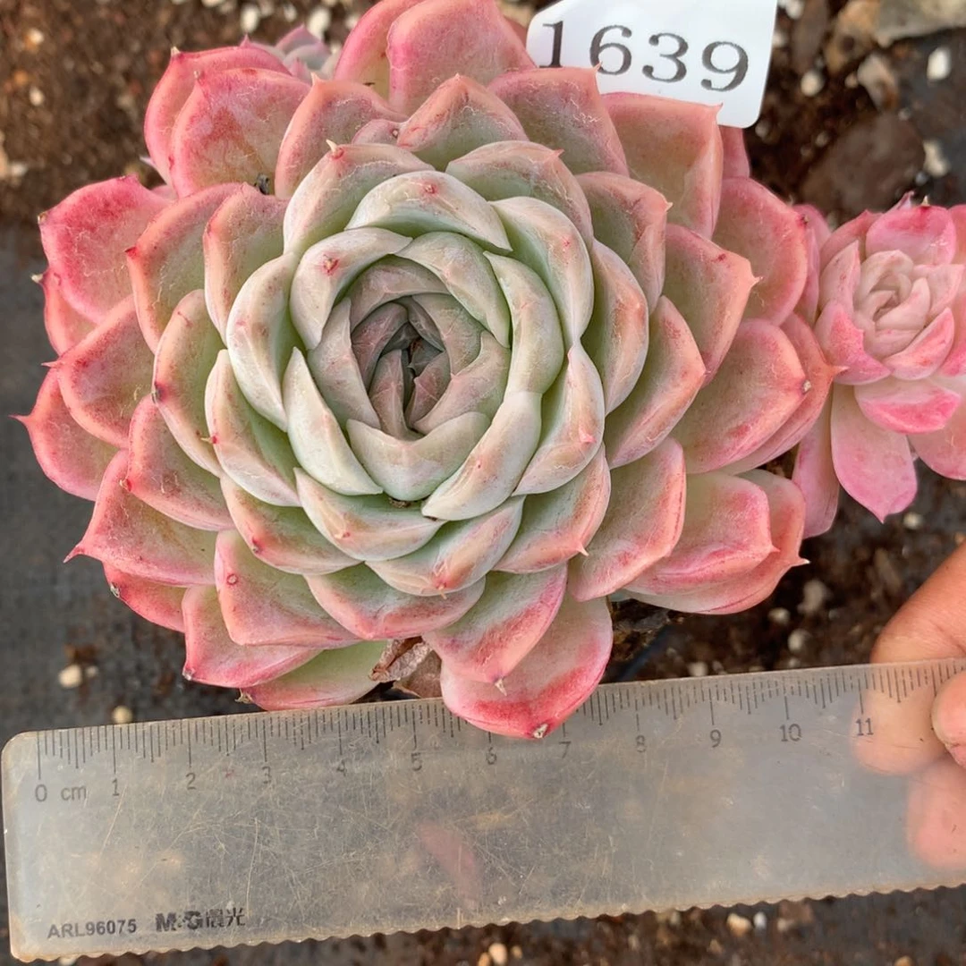 1639杂交多肉植物