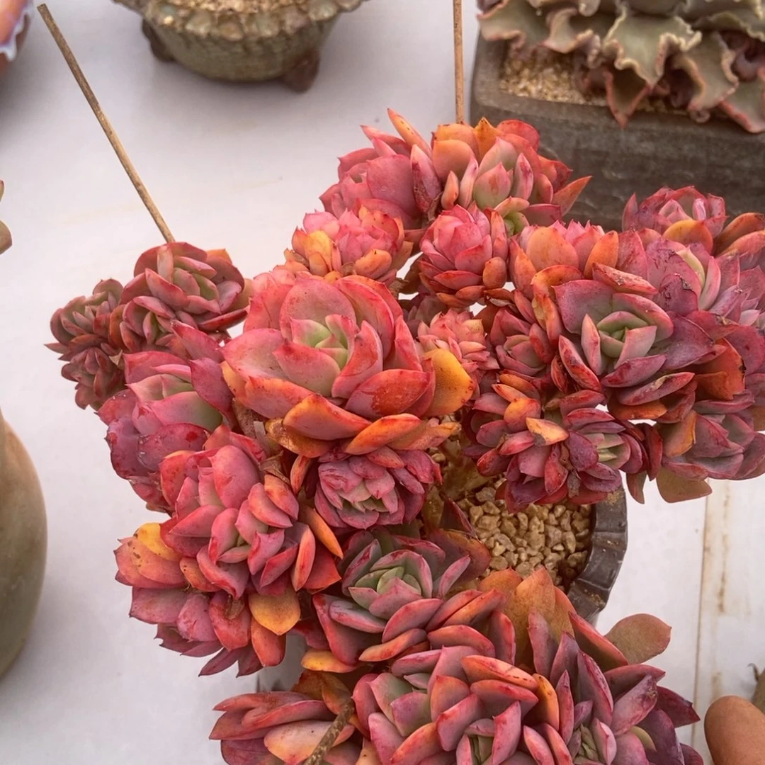 绮罗多肉多肉多肉多