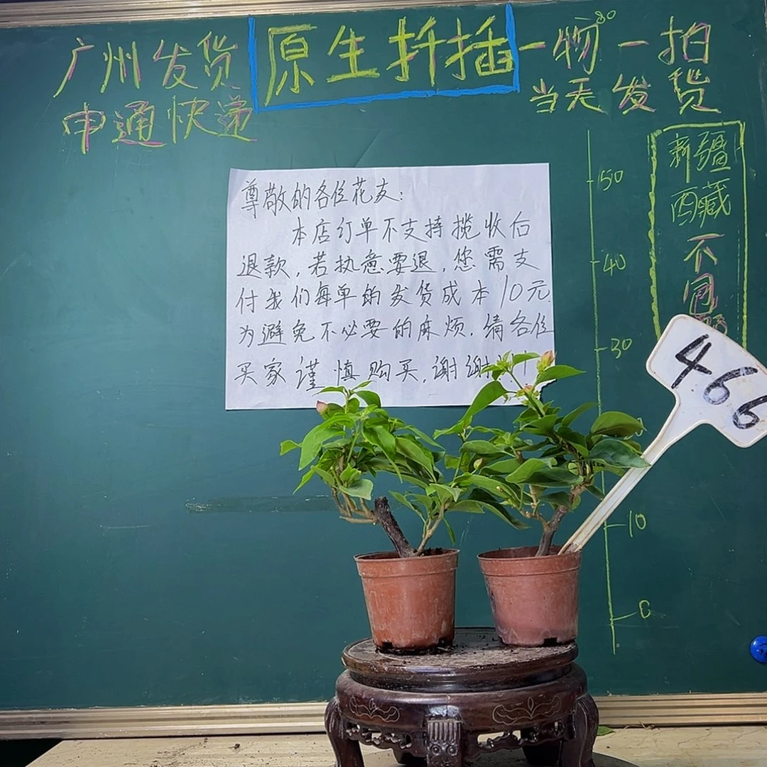 当前无花栽培后可以开花 绿叶双色掌中宝 绿叶水晶掌中宝 466