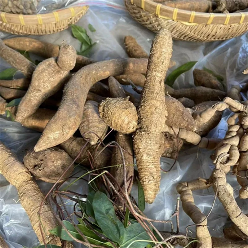 广东山野现挖新鲜牛大力纯天然泡酒煲汤材料包正宗（现挑现称）