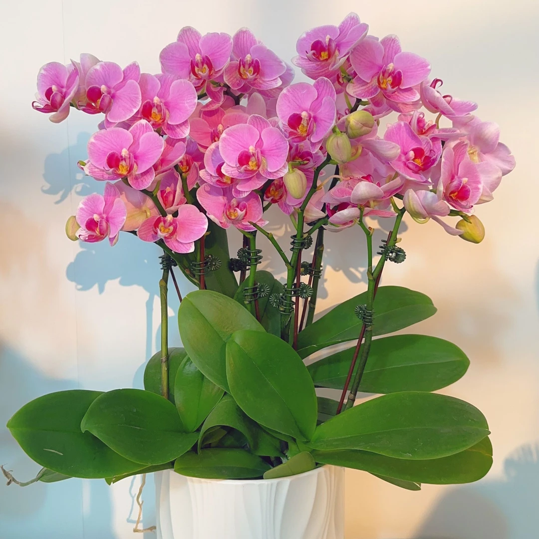 蝴蝶兰【紫蝶】 紫色系爆款年宵花  基地直发  带花带花苞1