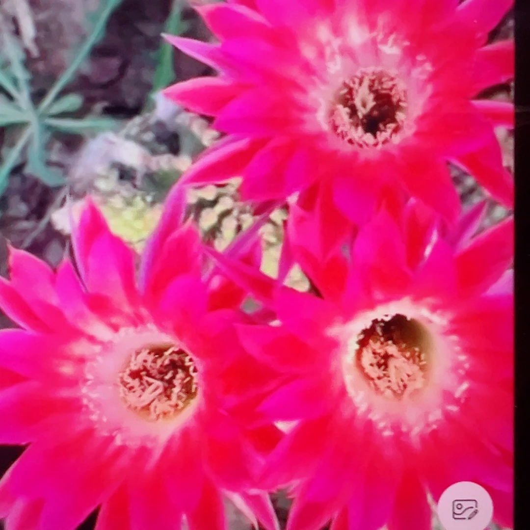 丽花 龙之血 侧芽 满20包邮