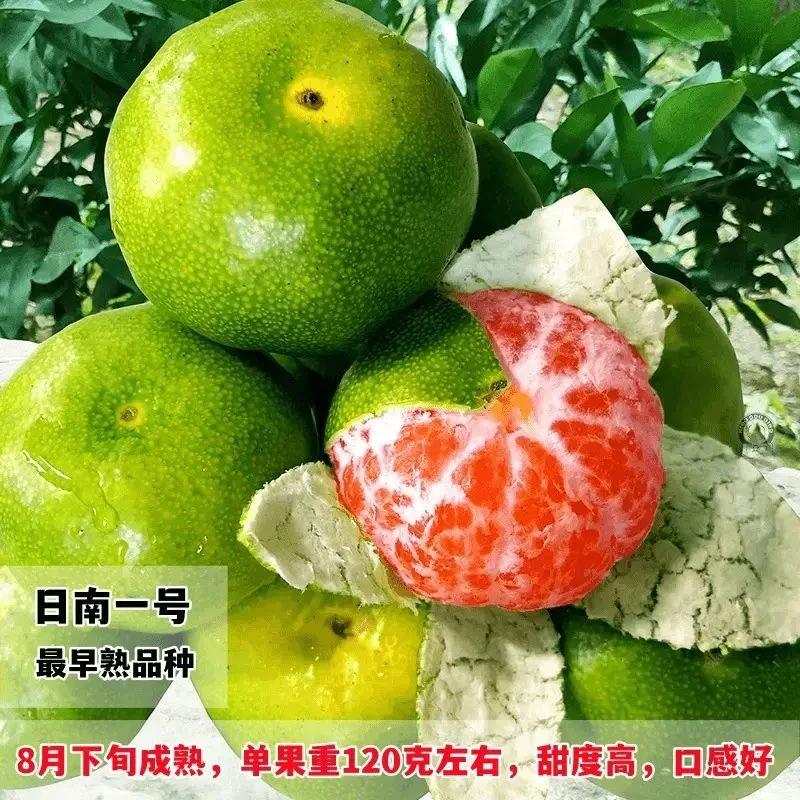 新品种青皮蜜桔苗 日南一号桔苗早熟青柑橘苗 嫁接无核蜜桔子树苗