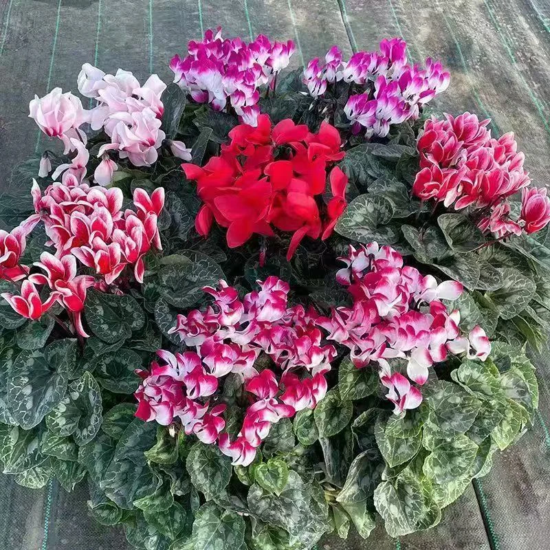 仙客来盆栽年宵花带花发货室内好养四季开花观花植物