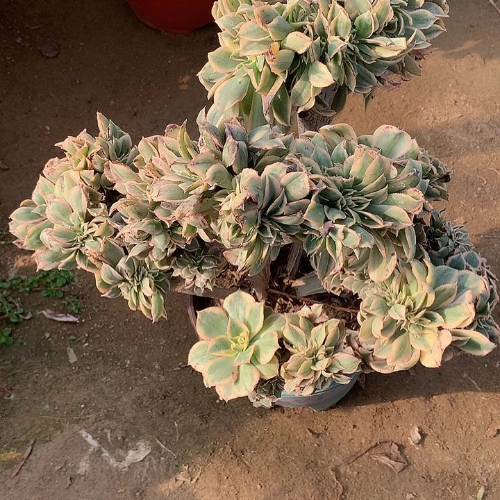 多肉植物灿烂缀304