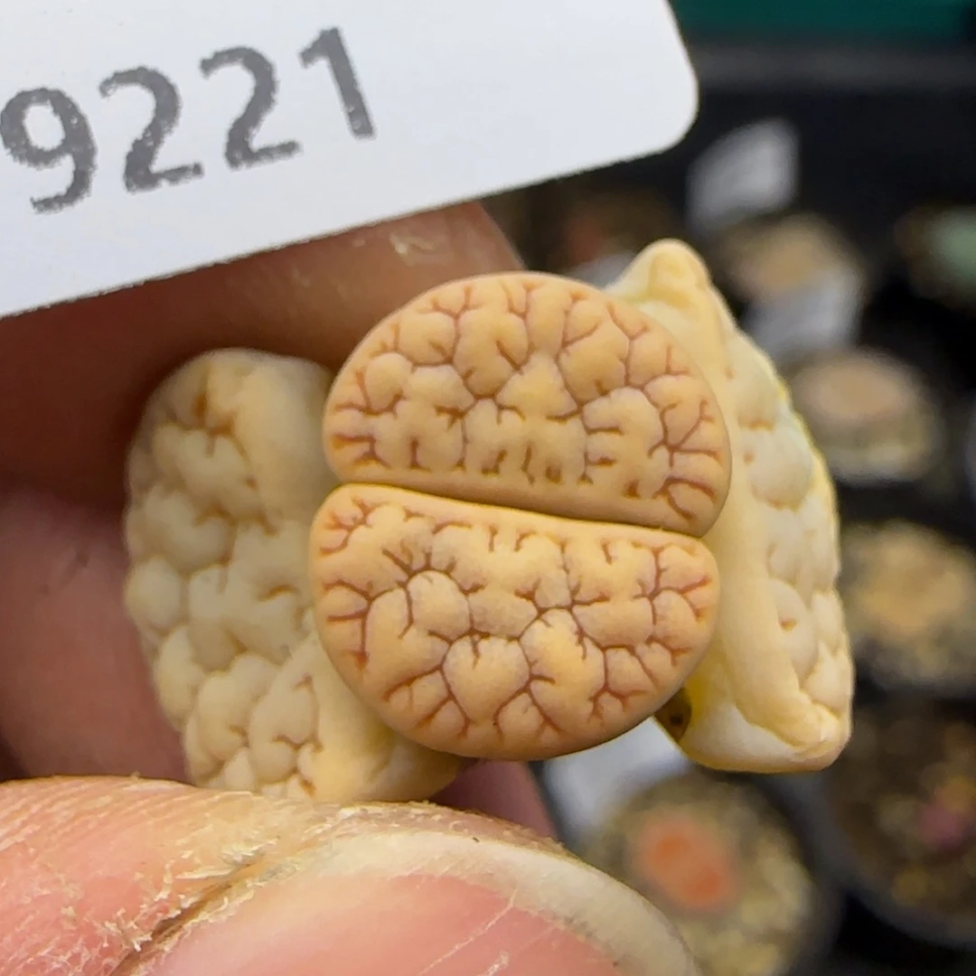 9221。岛田374。。。。