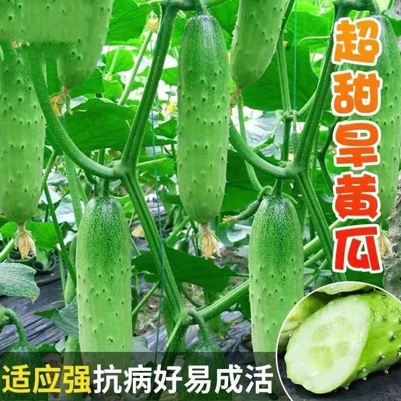 唐山秋瓜种子绿心黄瓜种子老式家庭黄瓜籽旱黄瓜耐热庭院爬藤蔬菜