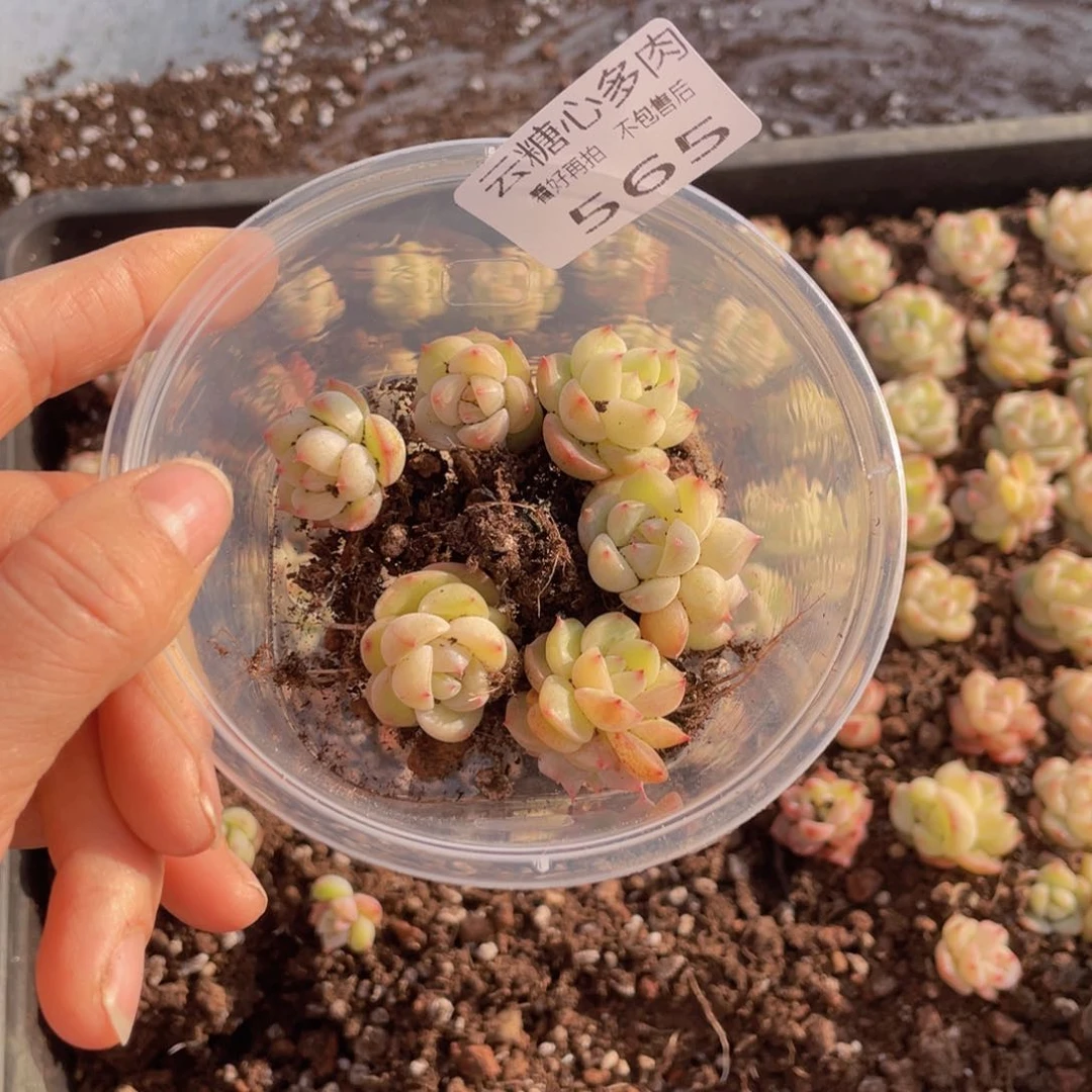 云糖心多肉植物565