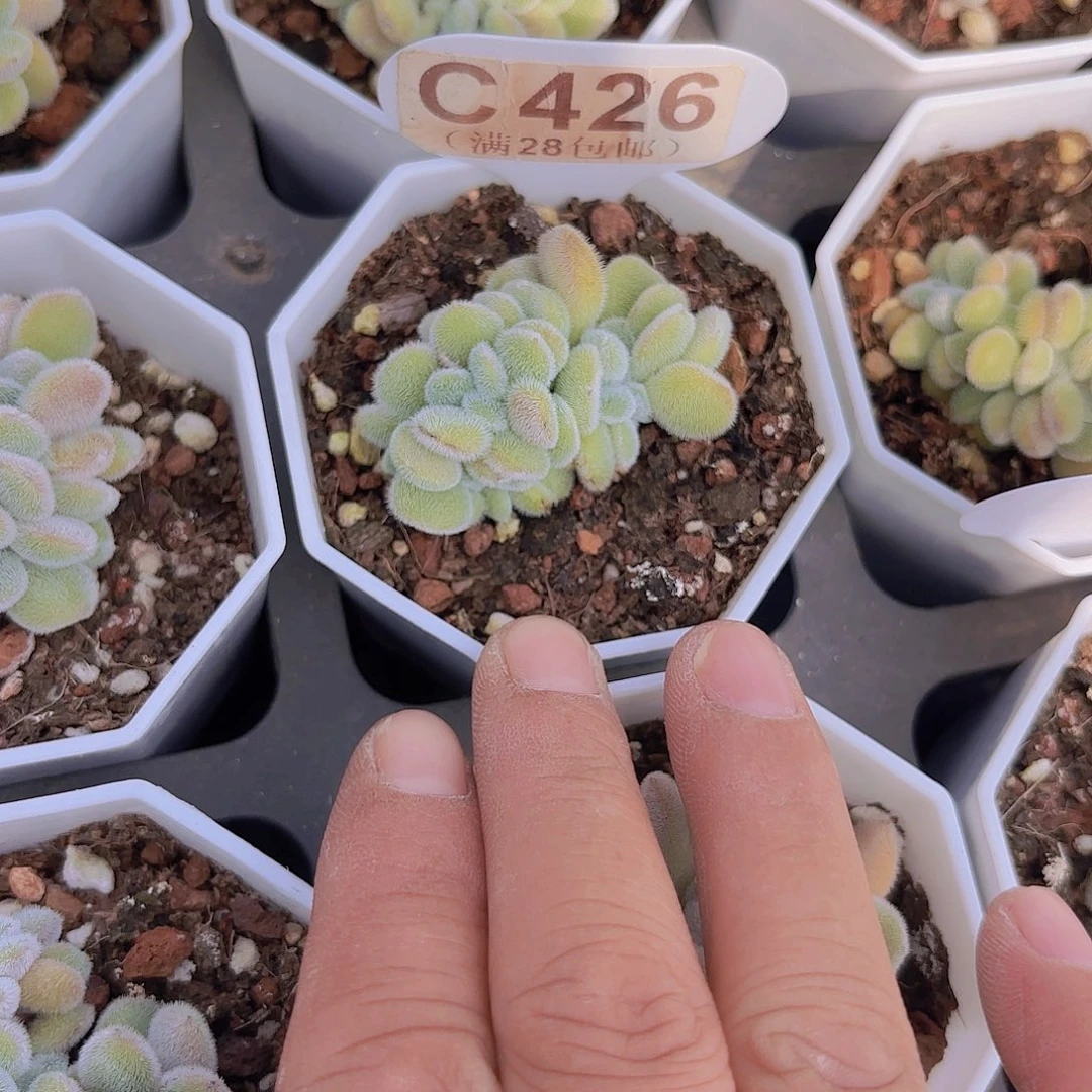 C426雪晃星一物一拍