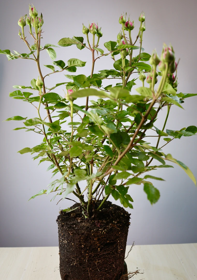 （巨蟹座）玫紫色大花淡香月季四季开花盆栽地栽易养护爆花切花玫瑰