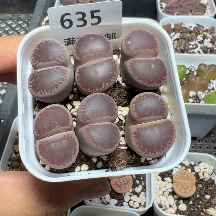【闪购商品】 635。