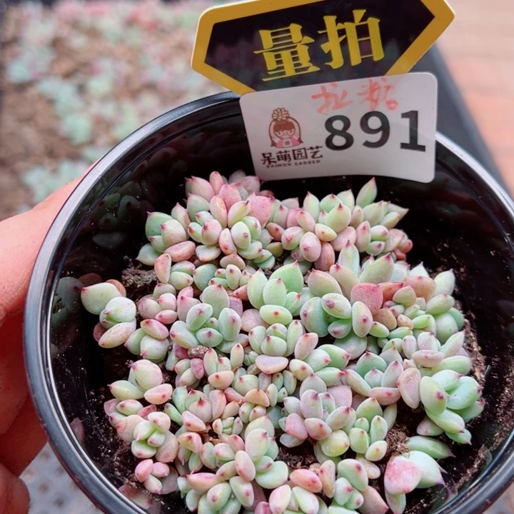 多肉植物多肉植物