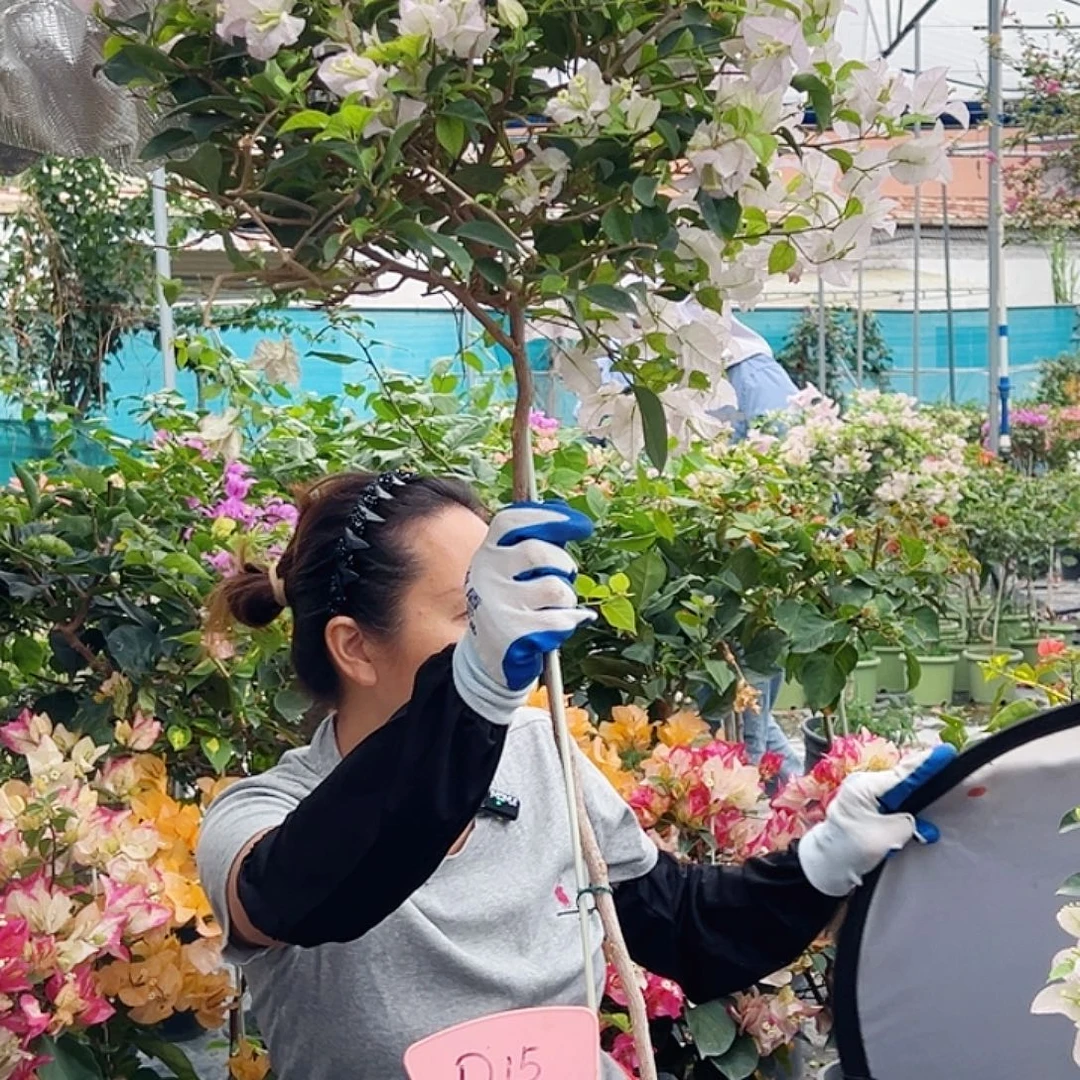 林***姐大部分花苞少量开放D15丽娜