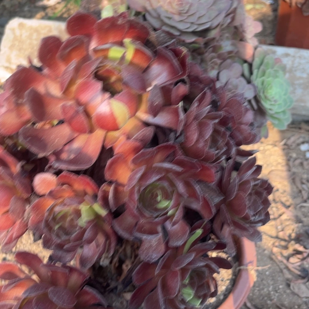 阿***罗花月夜红黑寡妇147号