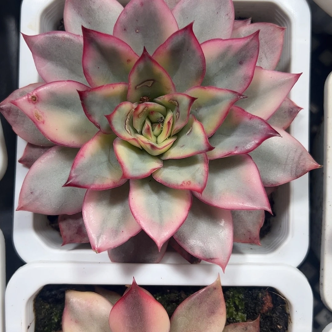 月光女神锦多肉植物