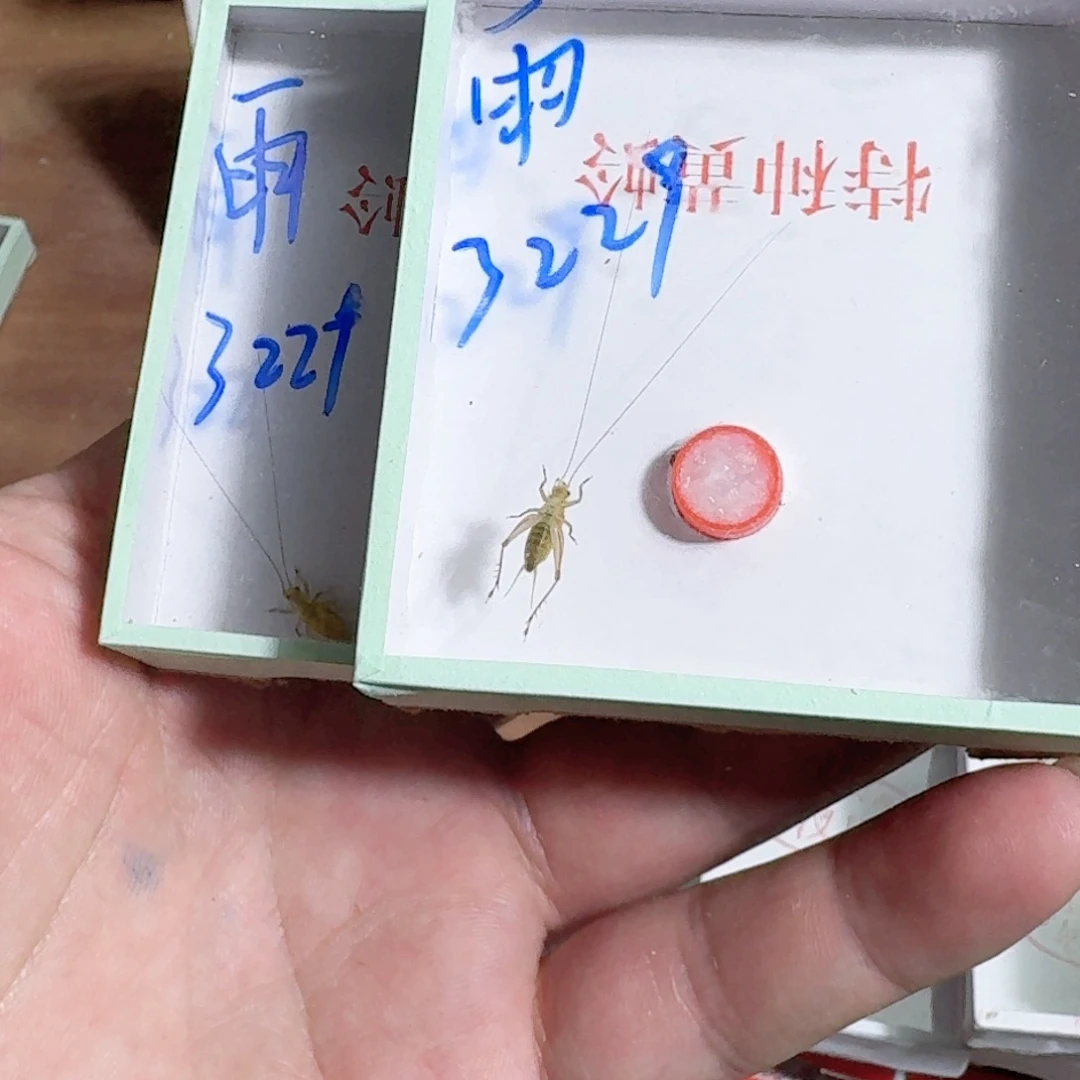 蝉***雨蟋蟀蝈蝈你的电话怎么一直关机呢