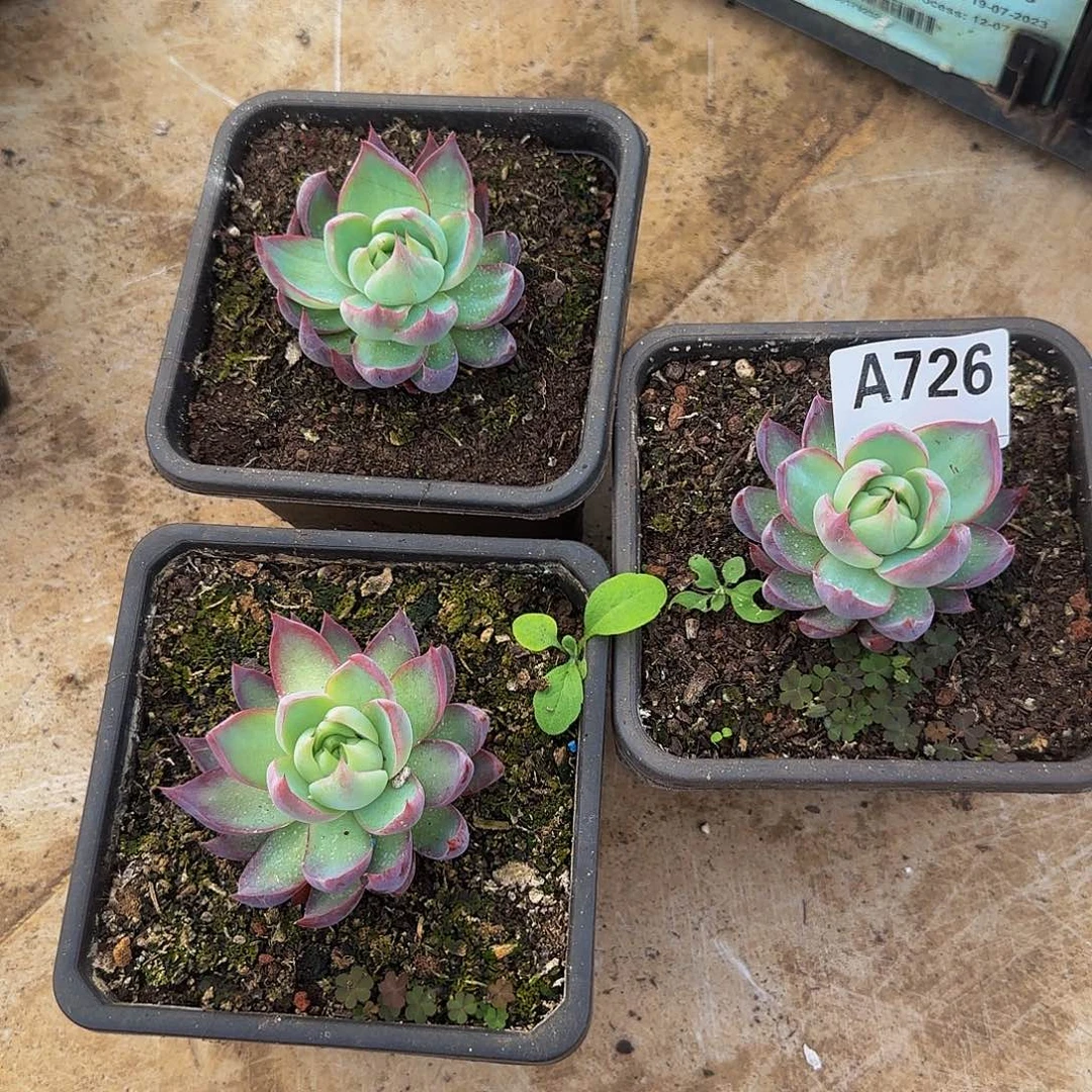 惊鸿三颗一物一拍A726