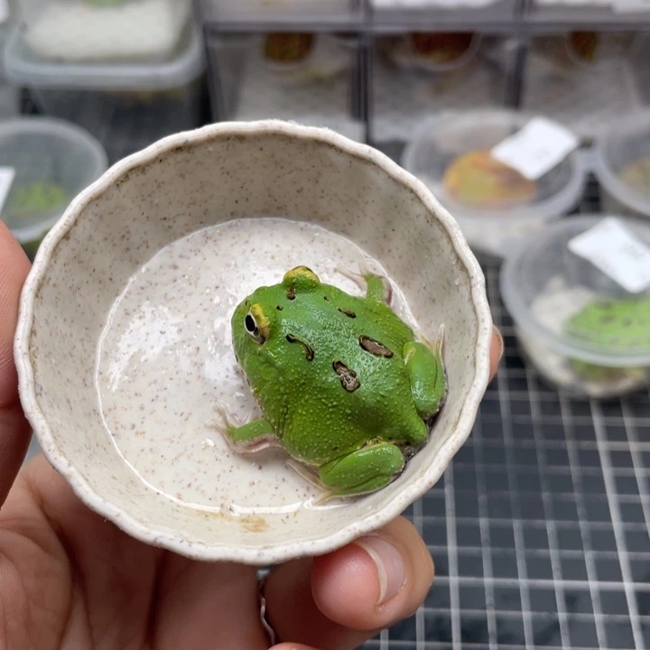 角蛙宇治角蛙0291