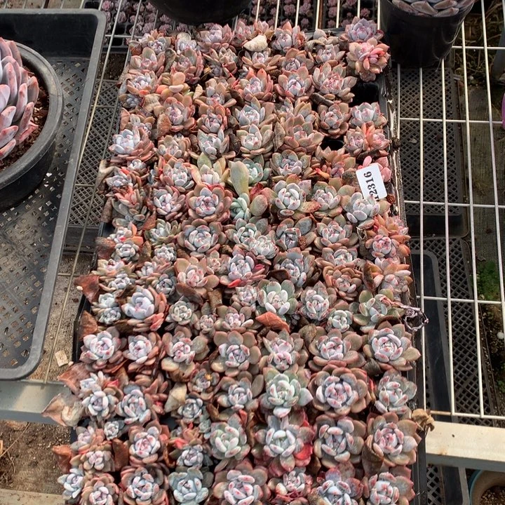 12316一整盘嗯嗯嗯嗯嗯好