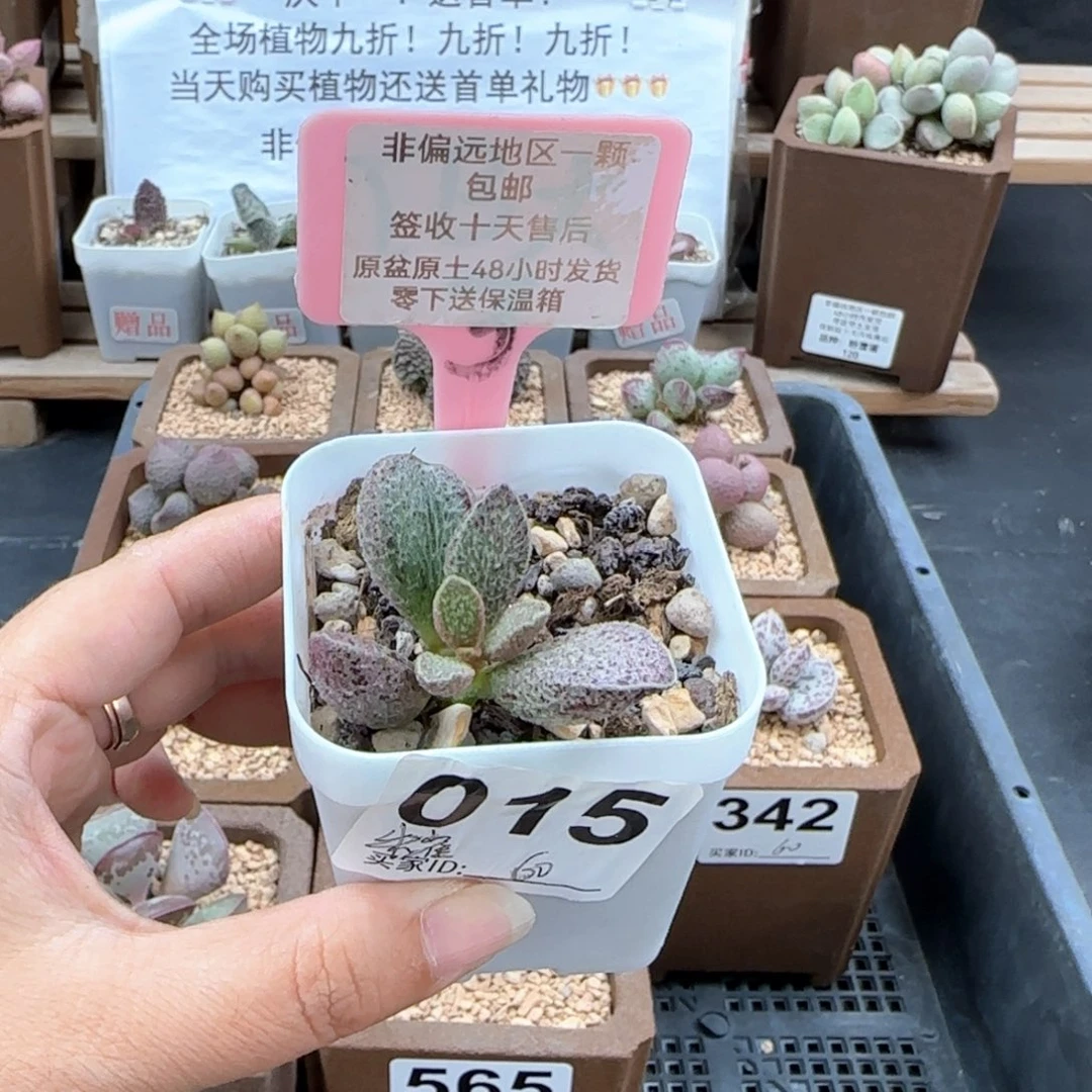 015朱雀多肉植物
