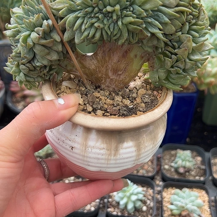 福利，正版星影缀化树