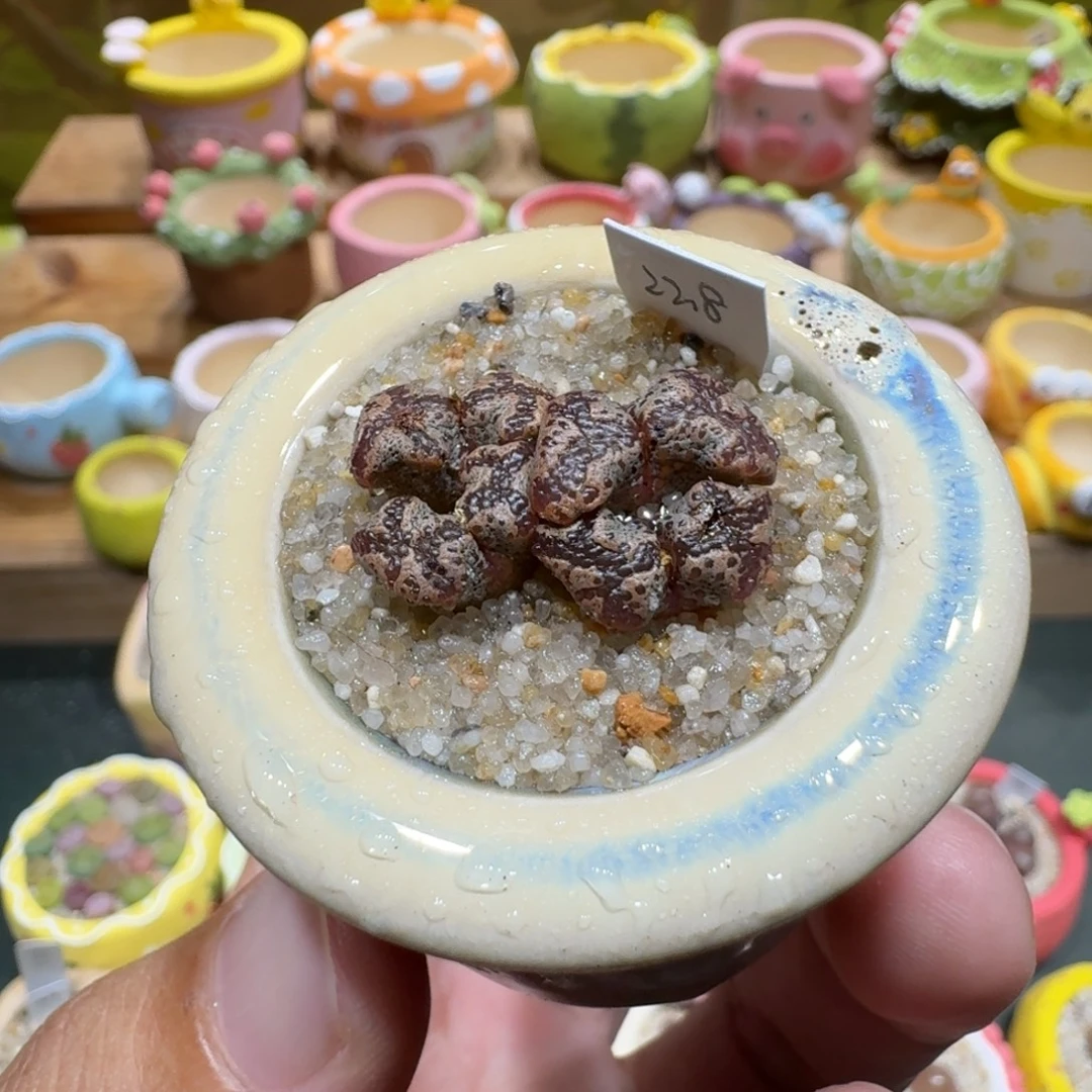 蘑菇1017蝴蝶勋章多肉植物