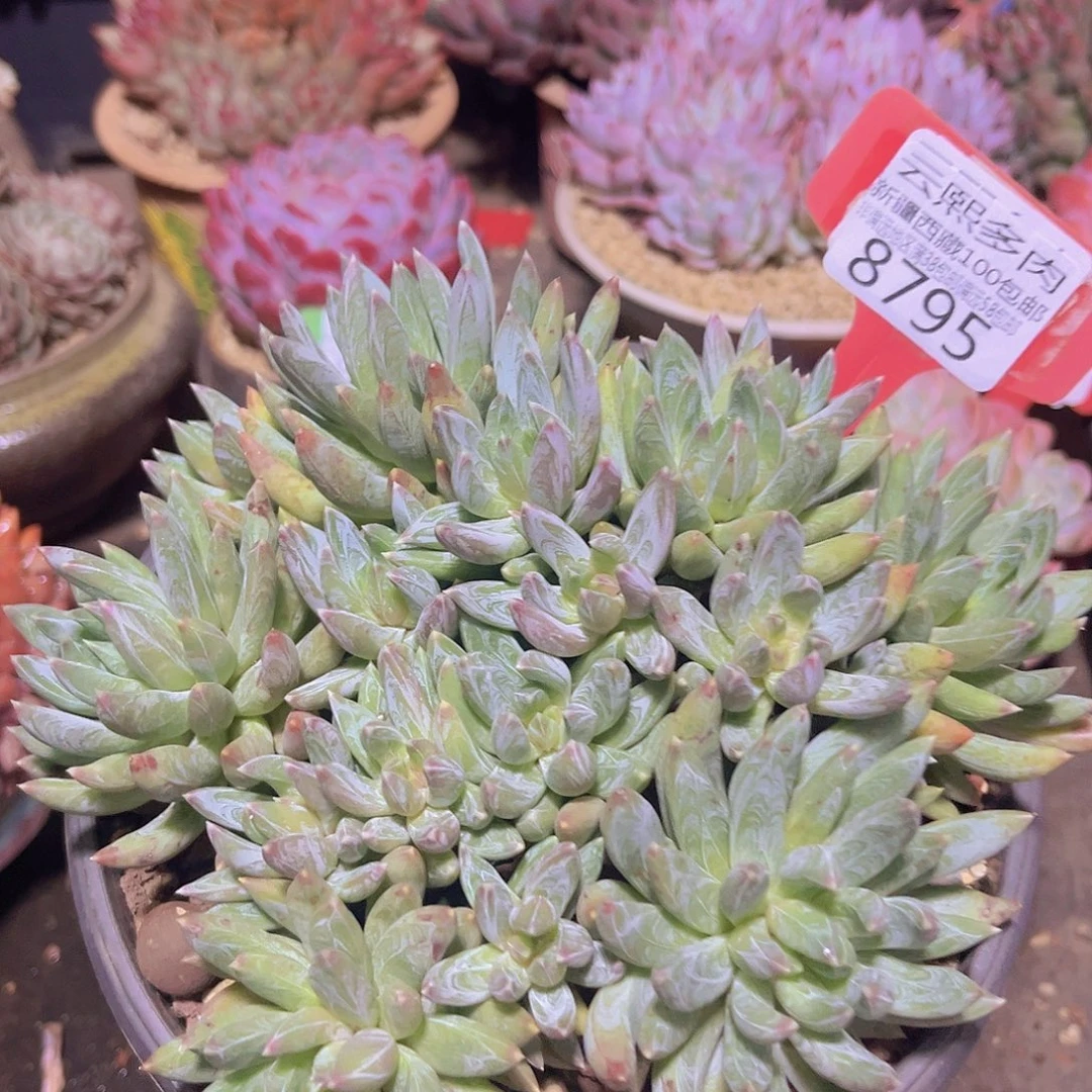 8795炫彩星多肉植物