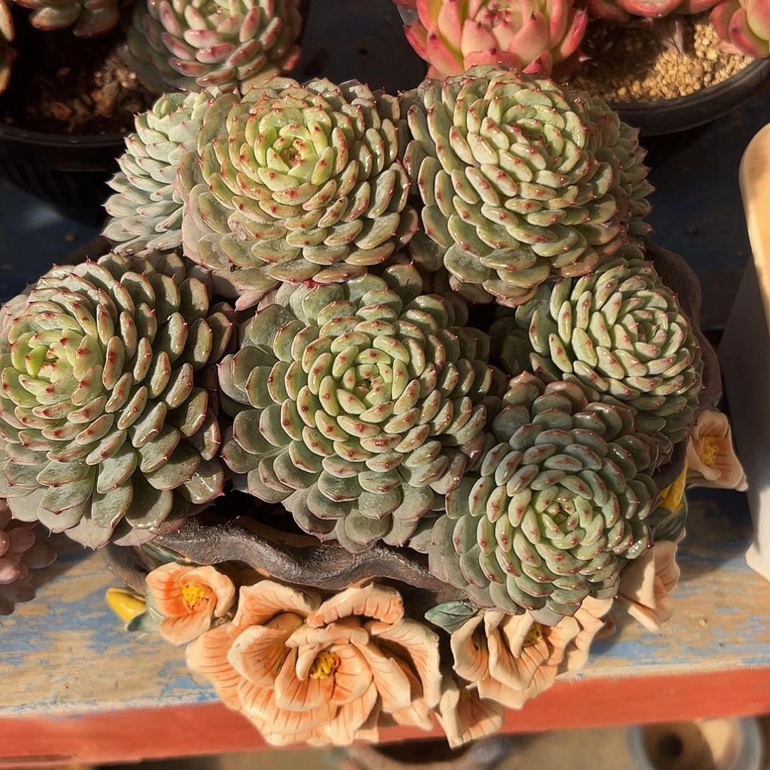 白胖子多肉植物一物一拍